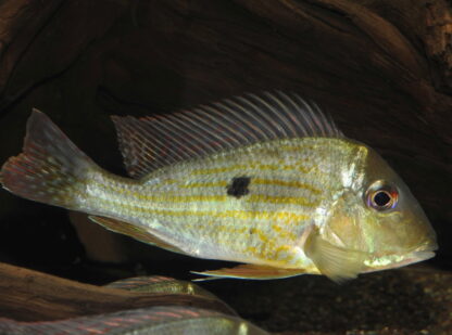 Geophagus sp. aff. altifrons "Tapajos"