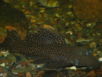 Pseudacanthicus leopardus L 600 / LDA 07