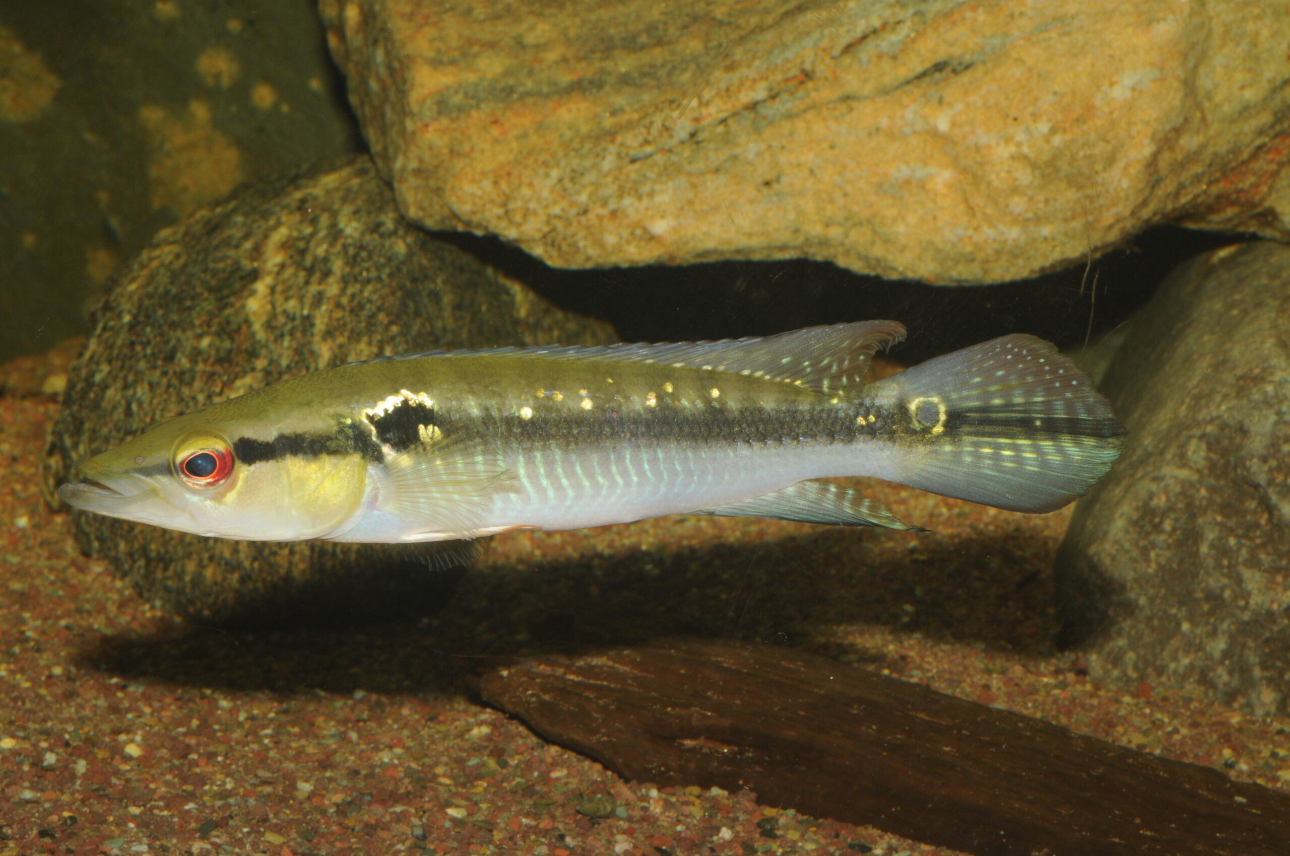 Crenicichla aff hummelincki Curua