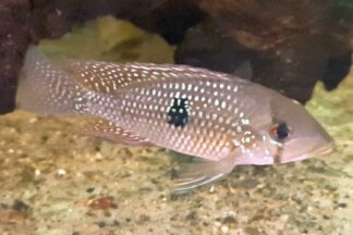 Geophagus cf iporangensis