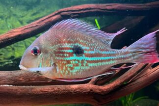 Geophagus winemilleri