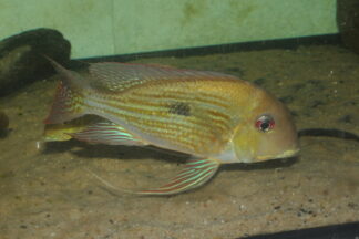 Geophagus aff crocatus "Rio Branco"
