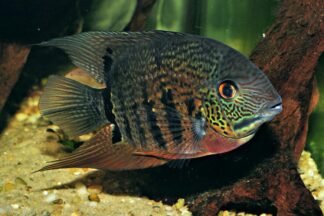Heros sp Rio Negro red spotted