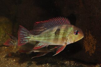 Geophagus sp Caqueta II