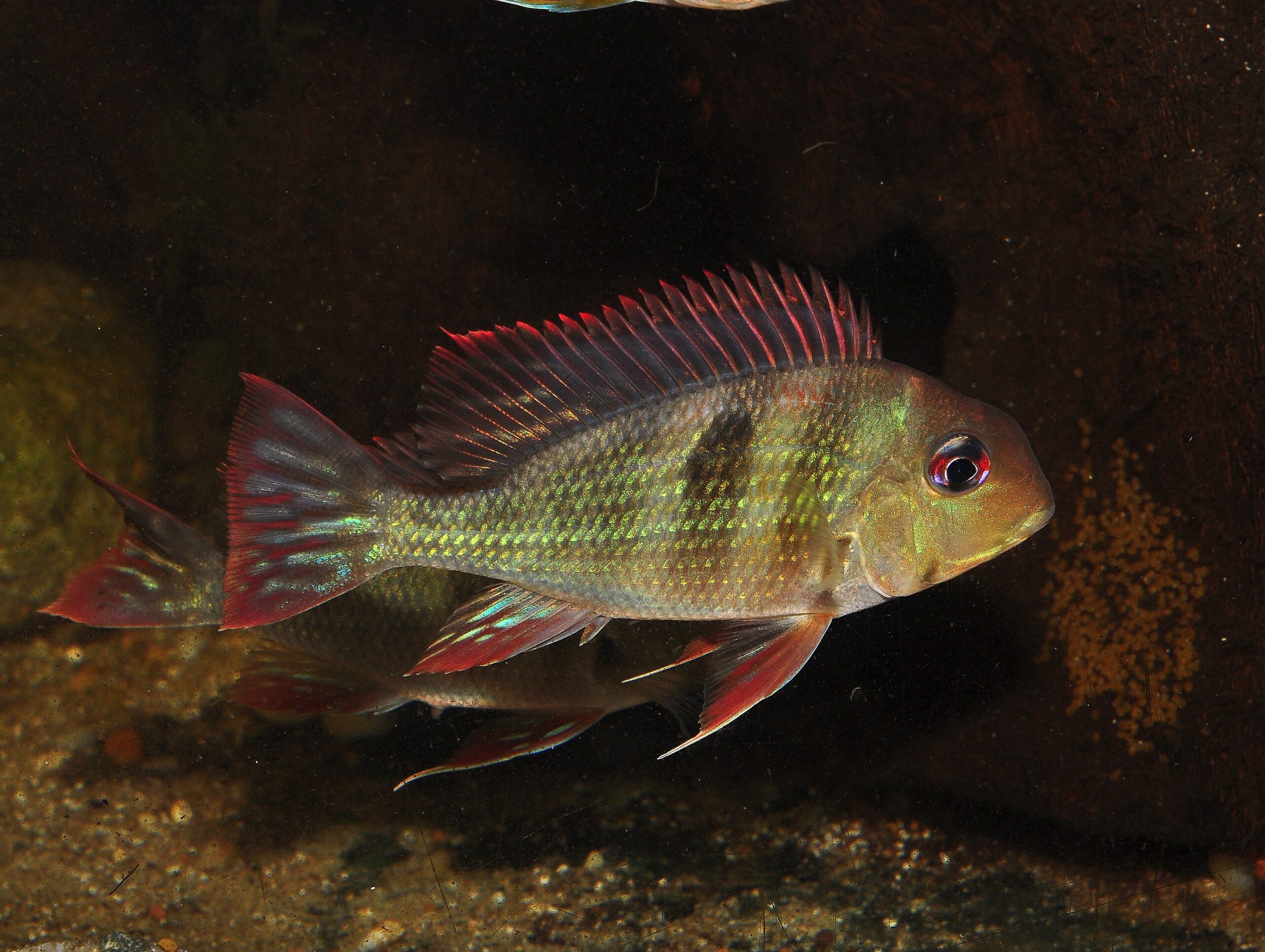 Geophagus sp Caqueta II