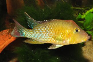 Geophagus steindachneri